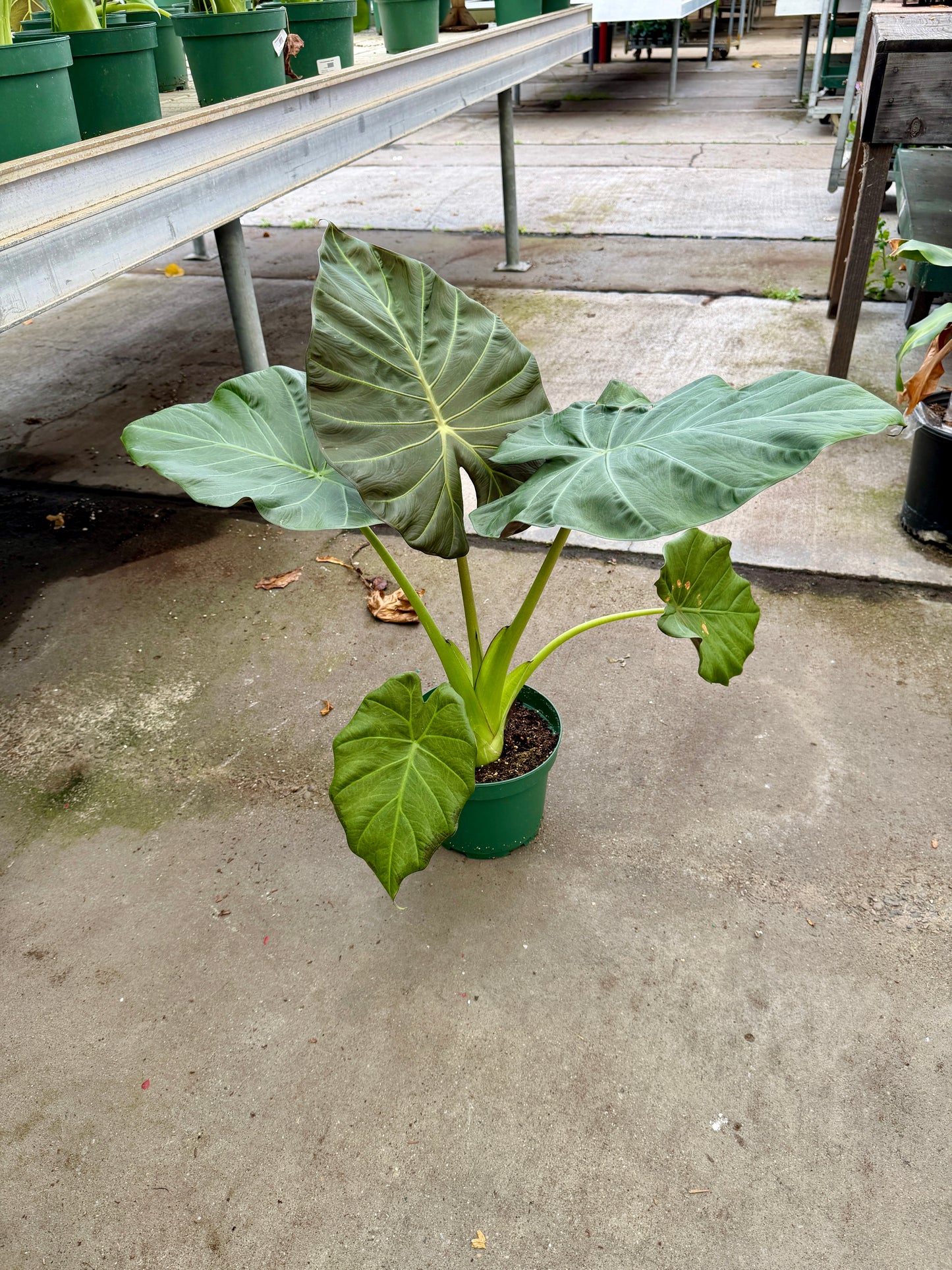 8" Alocasia Assorted (Elephant Ear Collection)