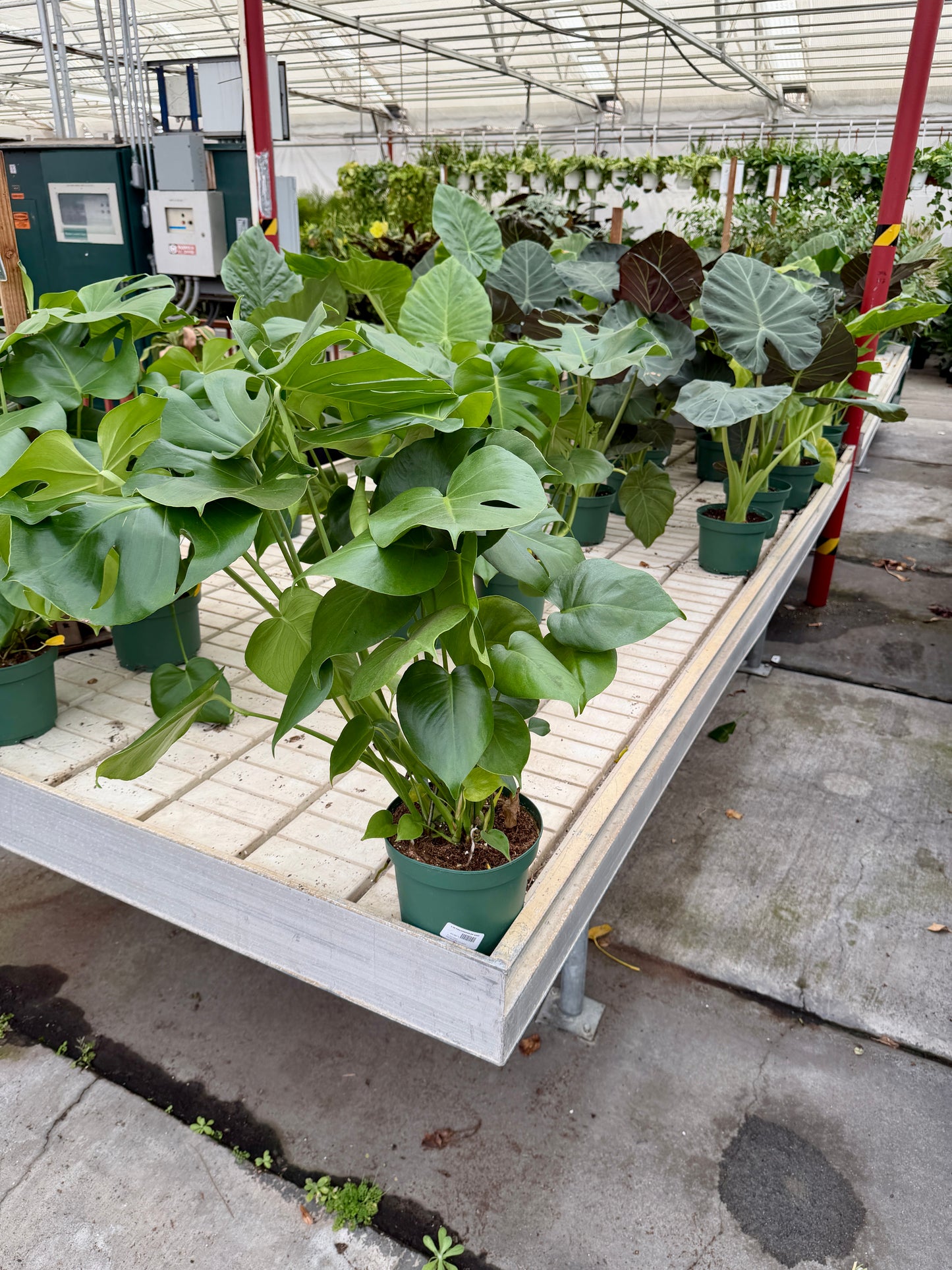 8" Philodendron Assorted – Large Tropical Foliage Houseplant