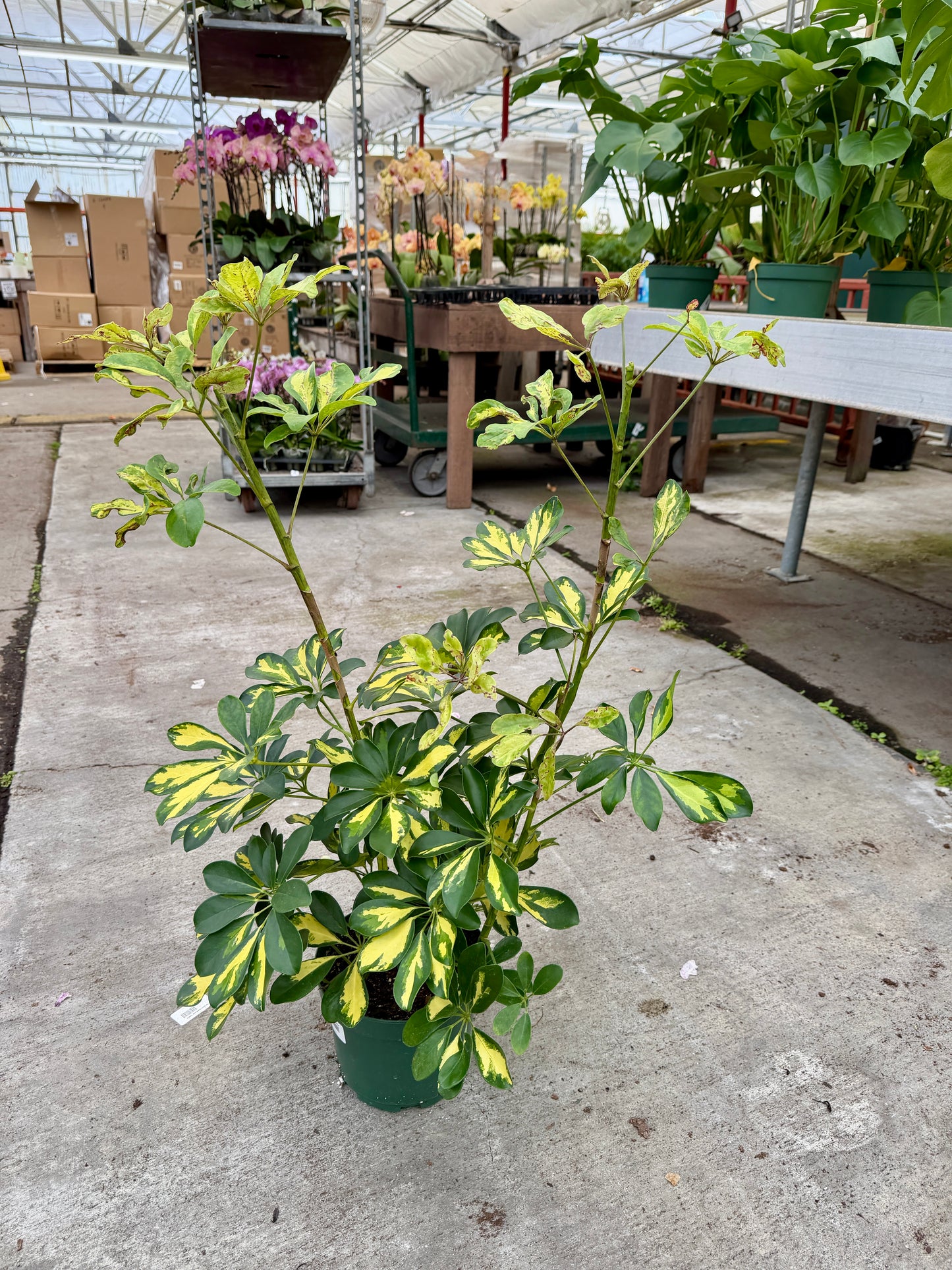 8” Schefflera Arboricola (Dwarf Umbrella Tree) – Full, Lush Indoor Statement Plant