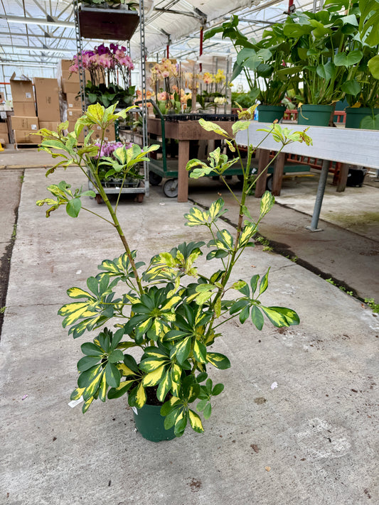 8” Schefflera Arboricola (Dwarf Umbrella Tree) – Full, Lush Indoor Statement Plant