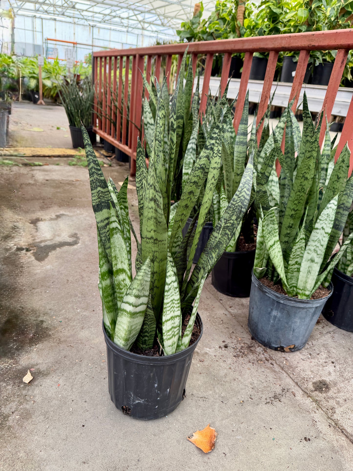 10” Sansevieria (Snake Plant) – Easy Care Large Indoor Plant