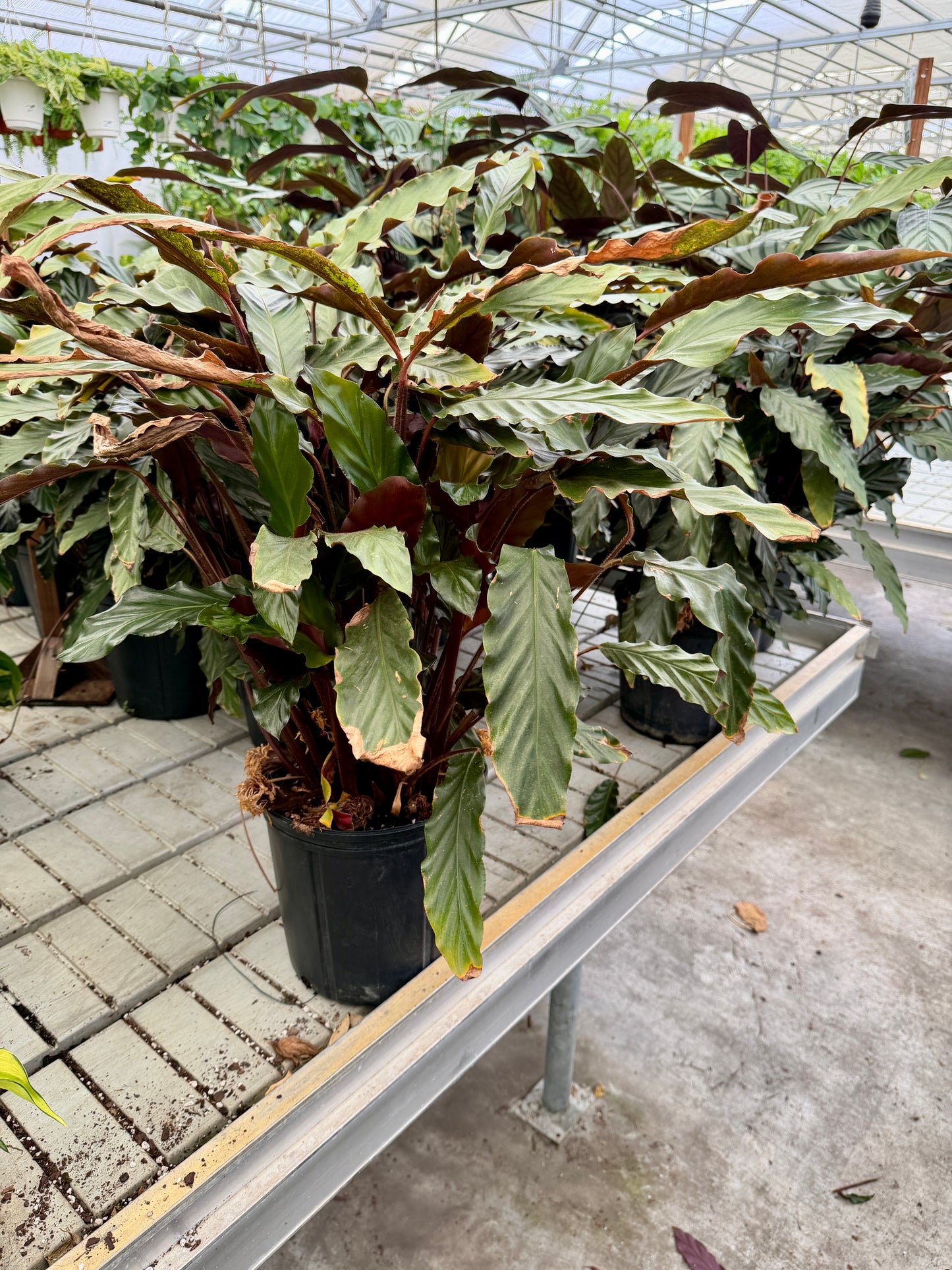 10" Calathea – Assorted Decorative Foliage Houseplants