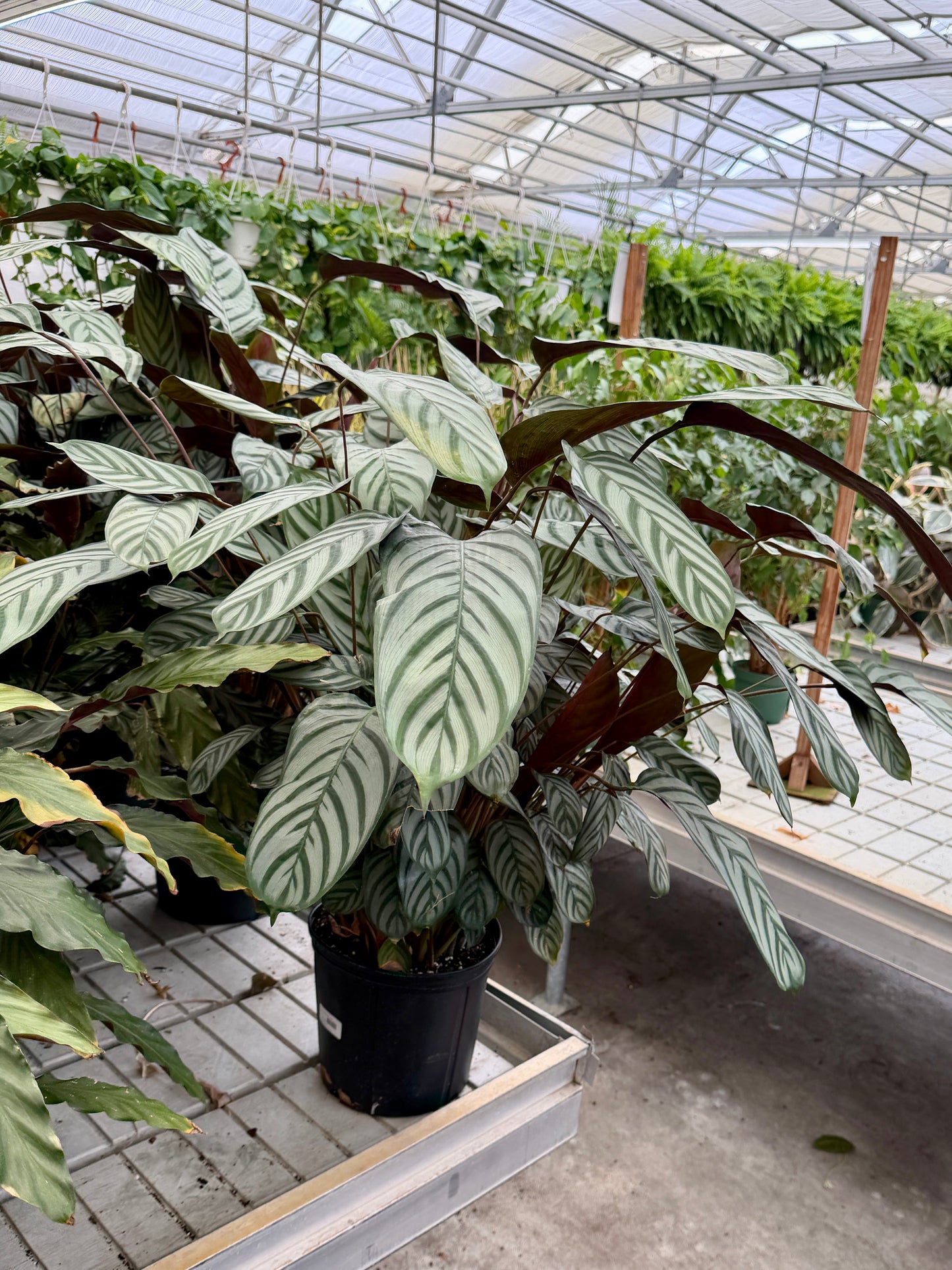 10" Calathea – Assorted Decorative Foliage Houseplants