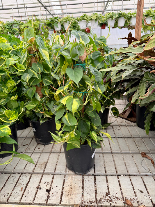 10" Pothos on Moss Pole – Large Climbing Tropical Houseplant