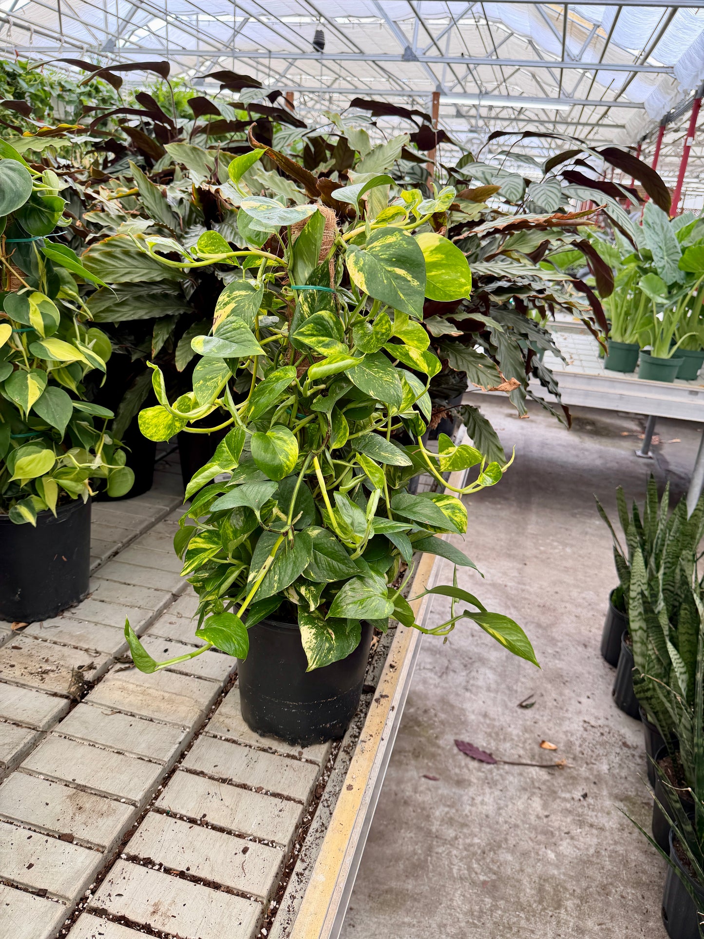 10" Pothos on Moss Pole – Large Climbing Tropical Houseplant