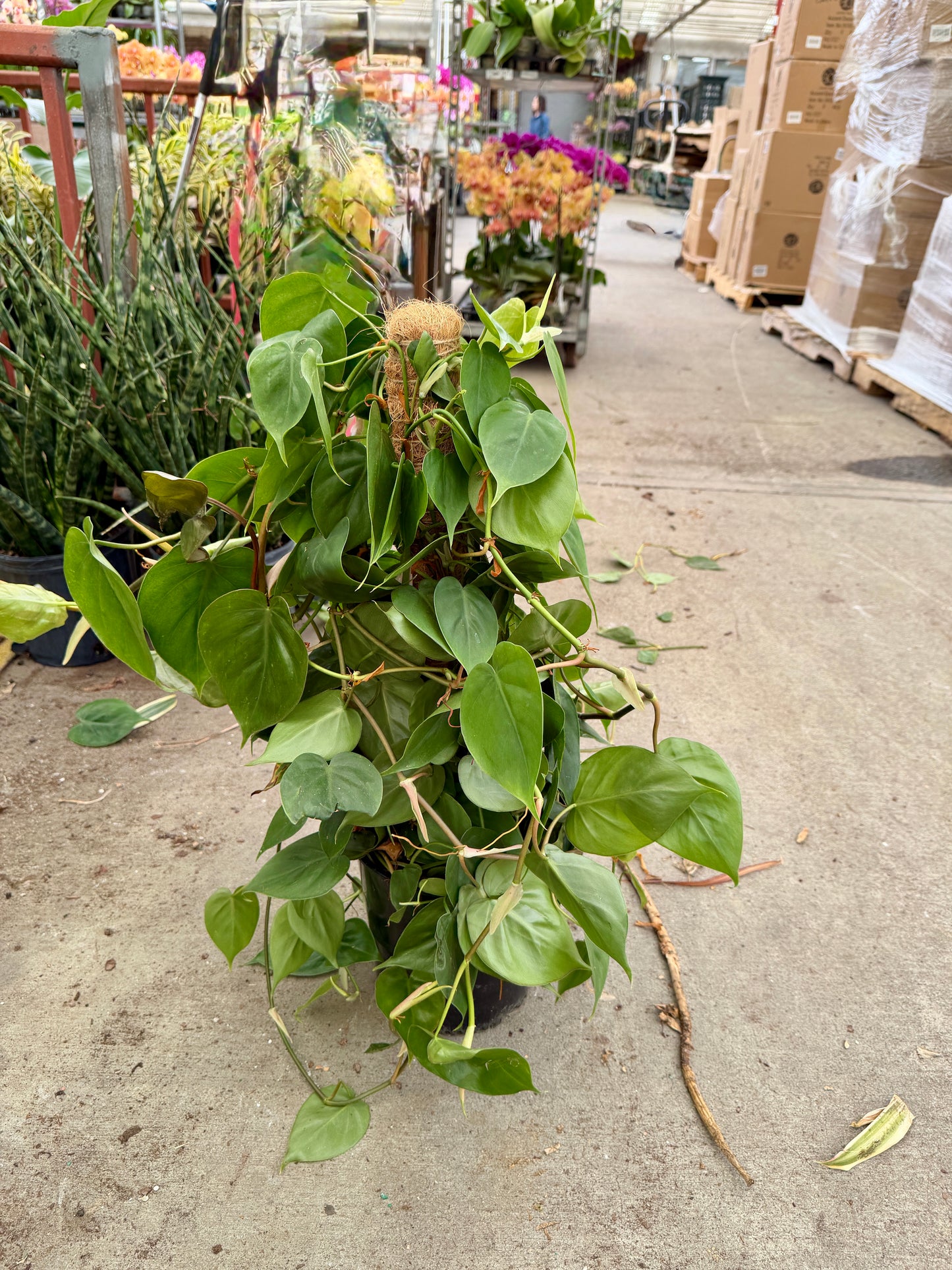 10" Pothos on Moss Pole – Large Climbing Tropical Houseplant