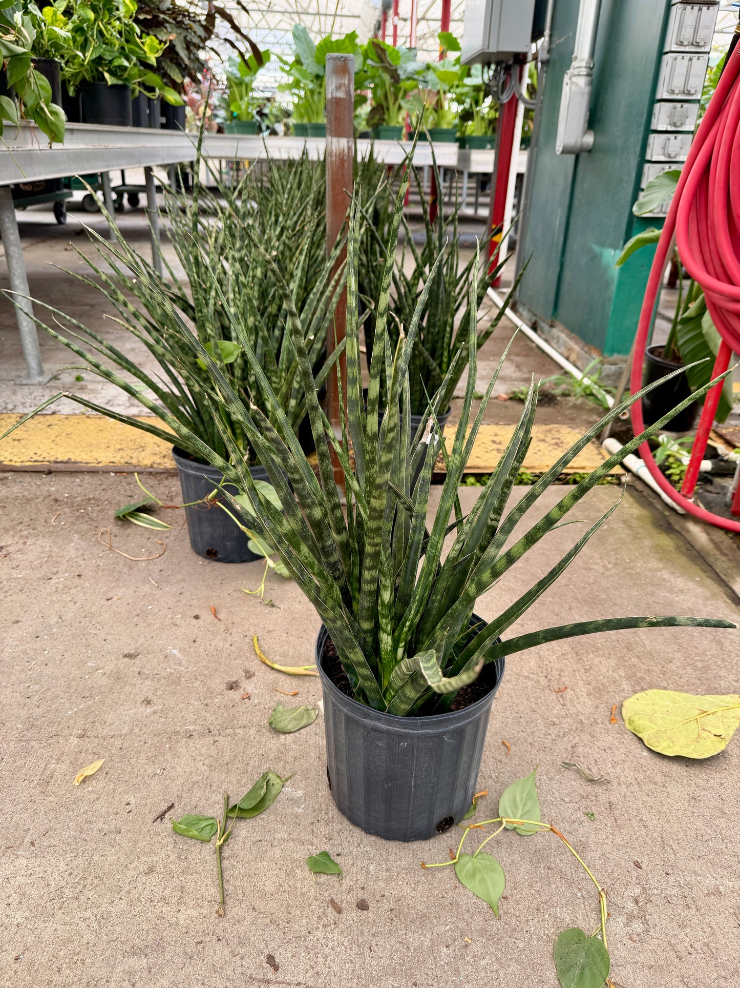 10” Sansevieria (Snake Plant) – Easy Care Large Indoor Plant