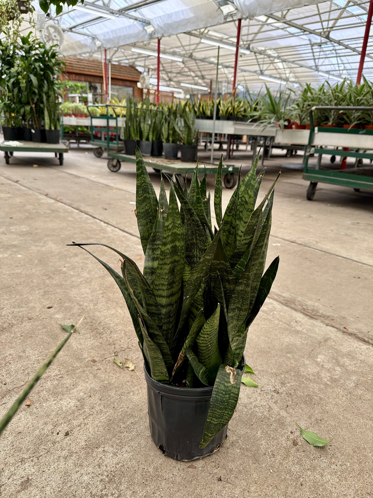 10” Sansevieria (Snake Plant) – Easy Care Large Indoor Plant