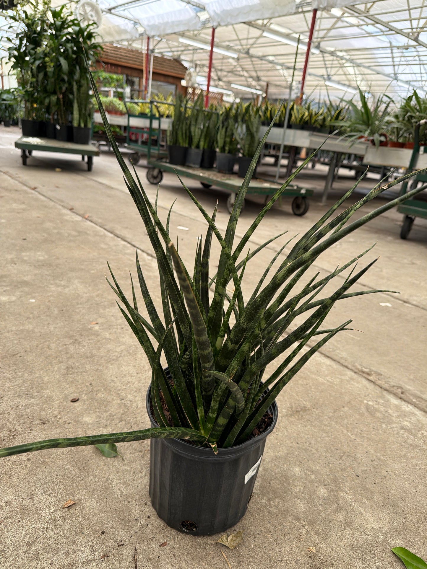 10” Sansevieria (Snake Plant) – Easy Care Large Indoor Plant