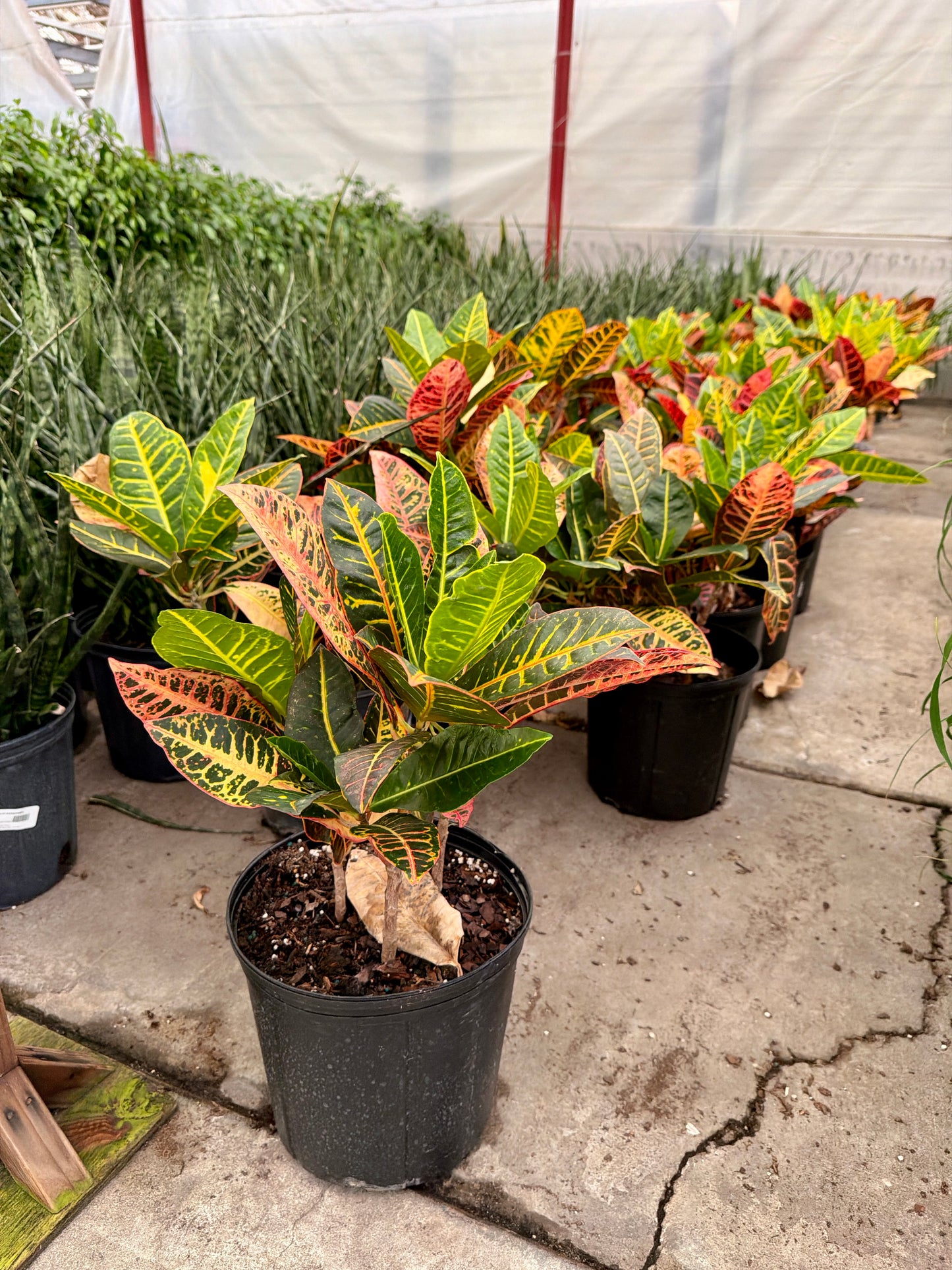 10" Croton – Colorful Tropical Foliage Houseplant