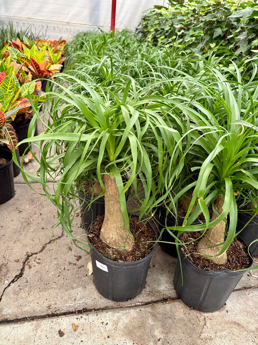10” Ponytail Palm – Large Statement Indoor Tree (Beaucarnea recurvata)