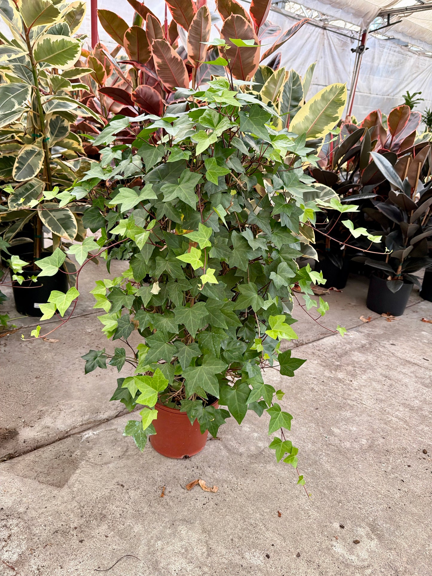 10” Ivy Topiary Double Ball
