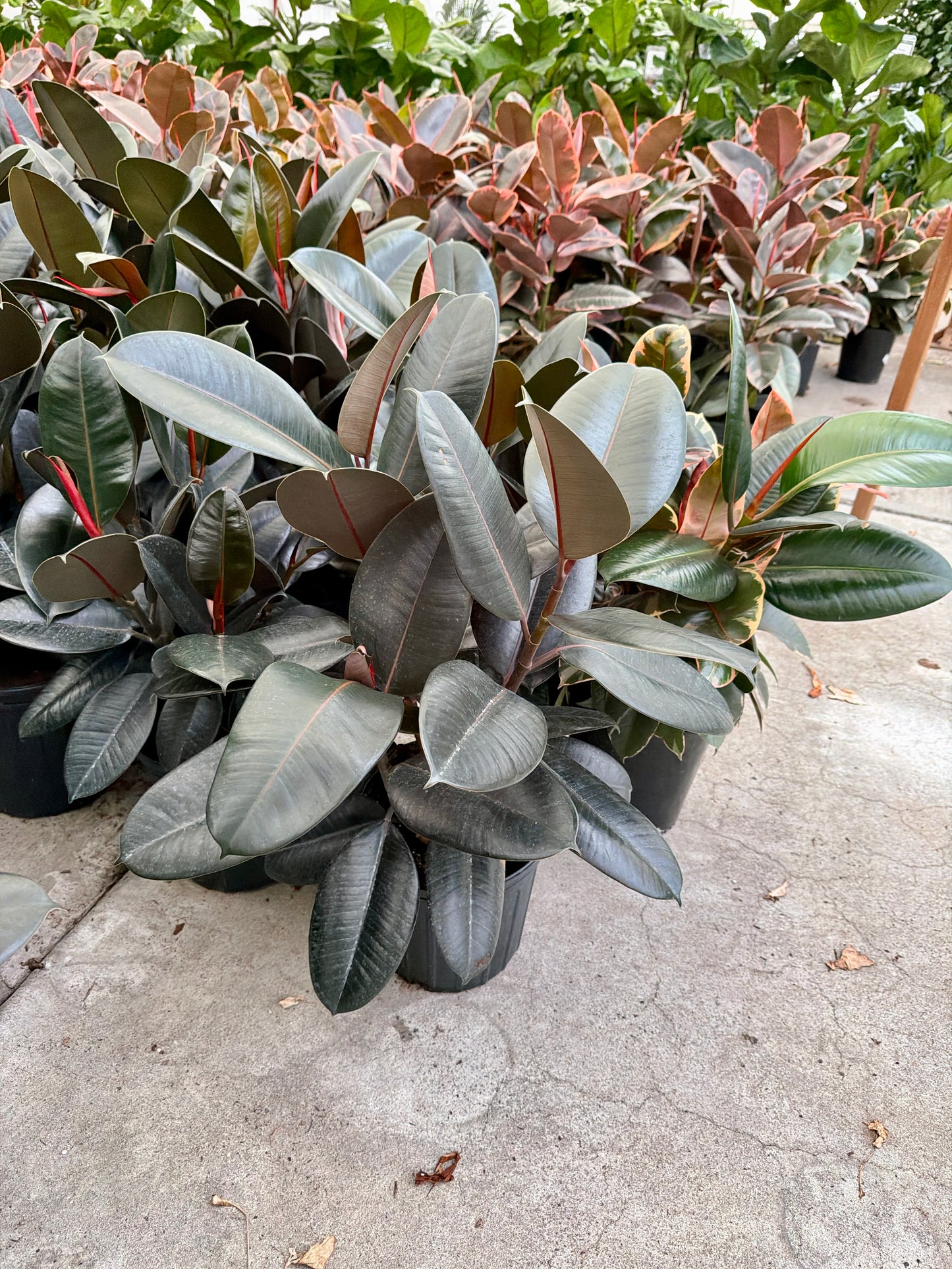 10" Ficus Burgundy Bush (Ficus elastica 'Burgundy') – Rubber Plant Indoor Floor Plant