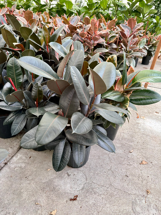 10" Ficus Burgundy Bush (Ficus elastica 'Burgundy') – Rubber Plant Indoor Floor Plant