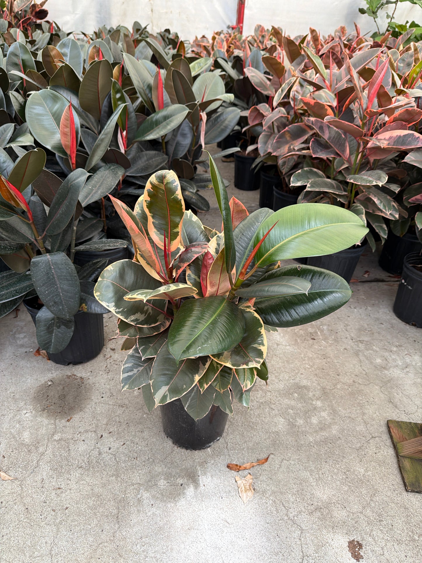 10 In Ficus Decora/Tineke