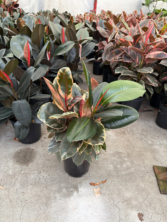 10 In Ficus Decora/Tineke
