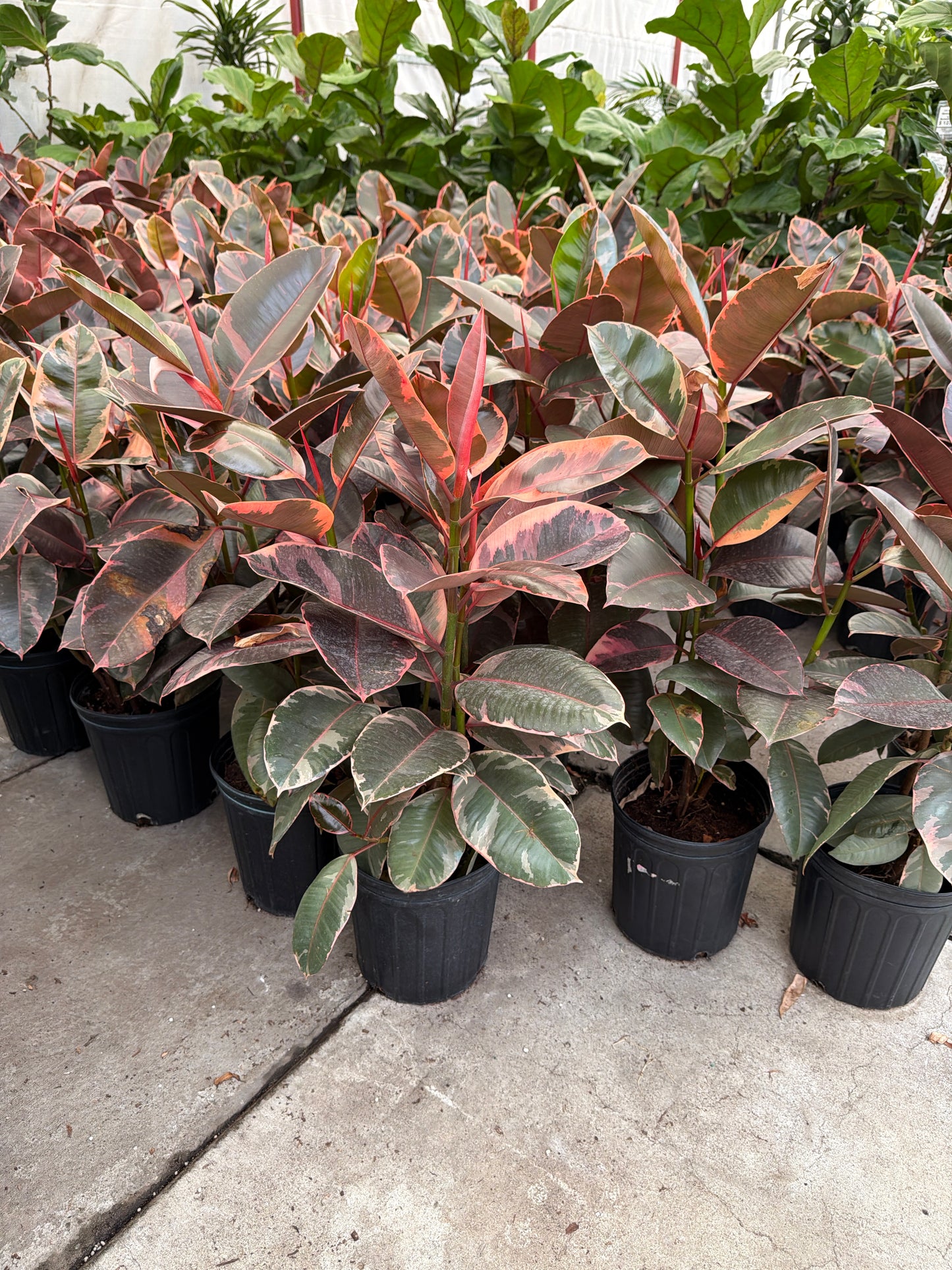 10 In Ficus Decora/Tineke