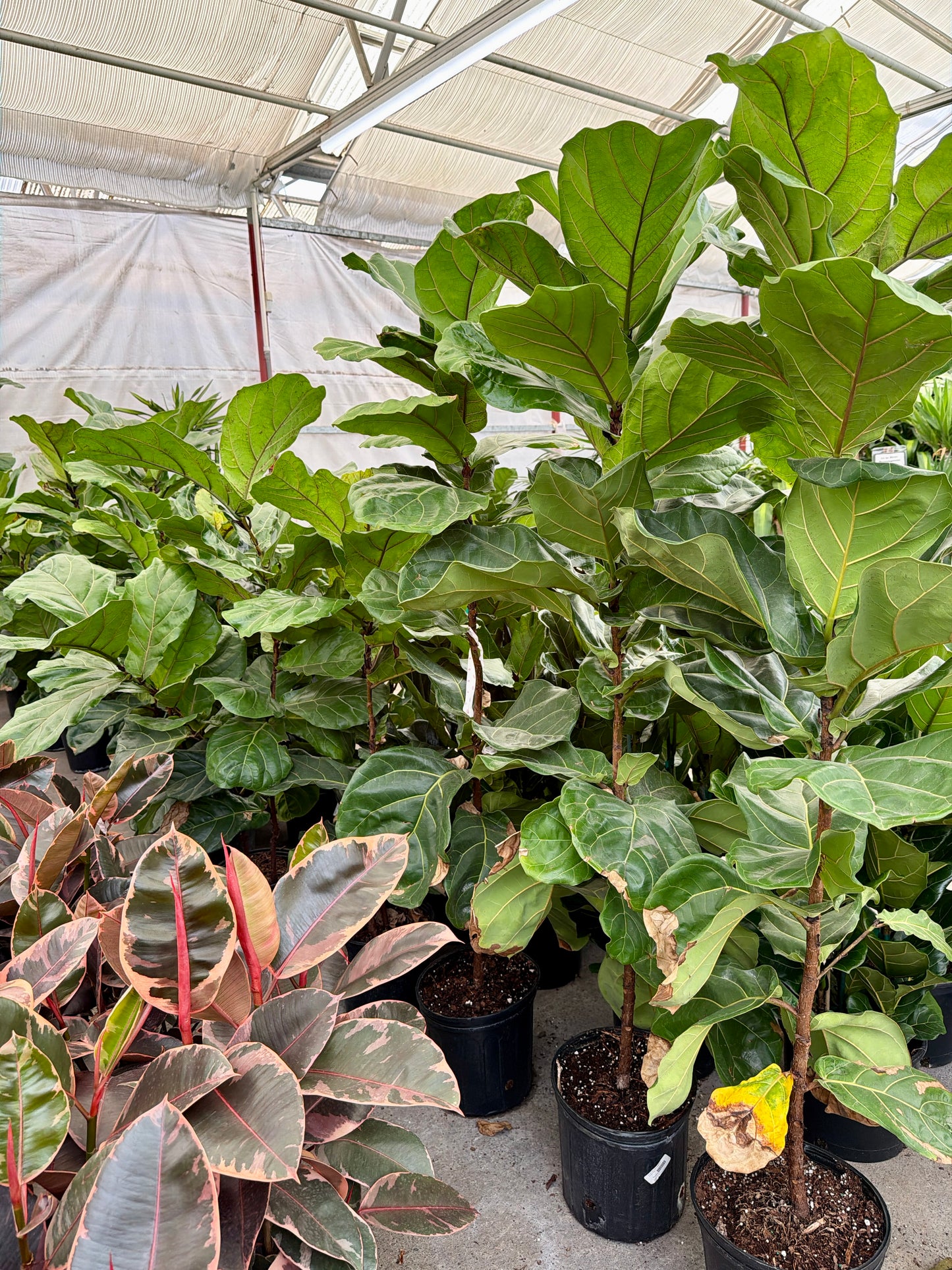 10 in Ficus Lyrata – Column