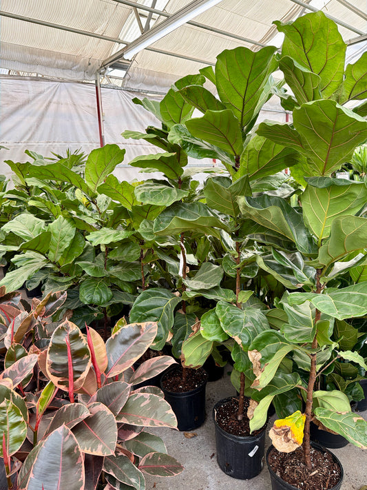10 in Ficus Lyrata – Column