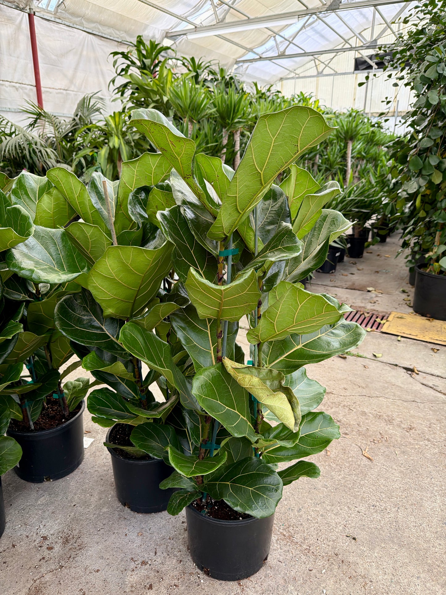 10 in Ficus Lyrata – 3 Stake