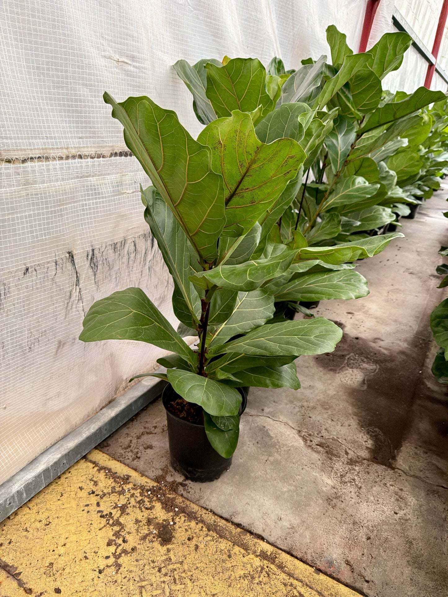 10 in Ficus Lyrata (Fiddle Leaf Fig)