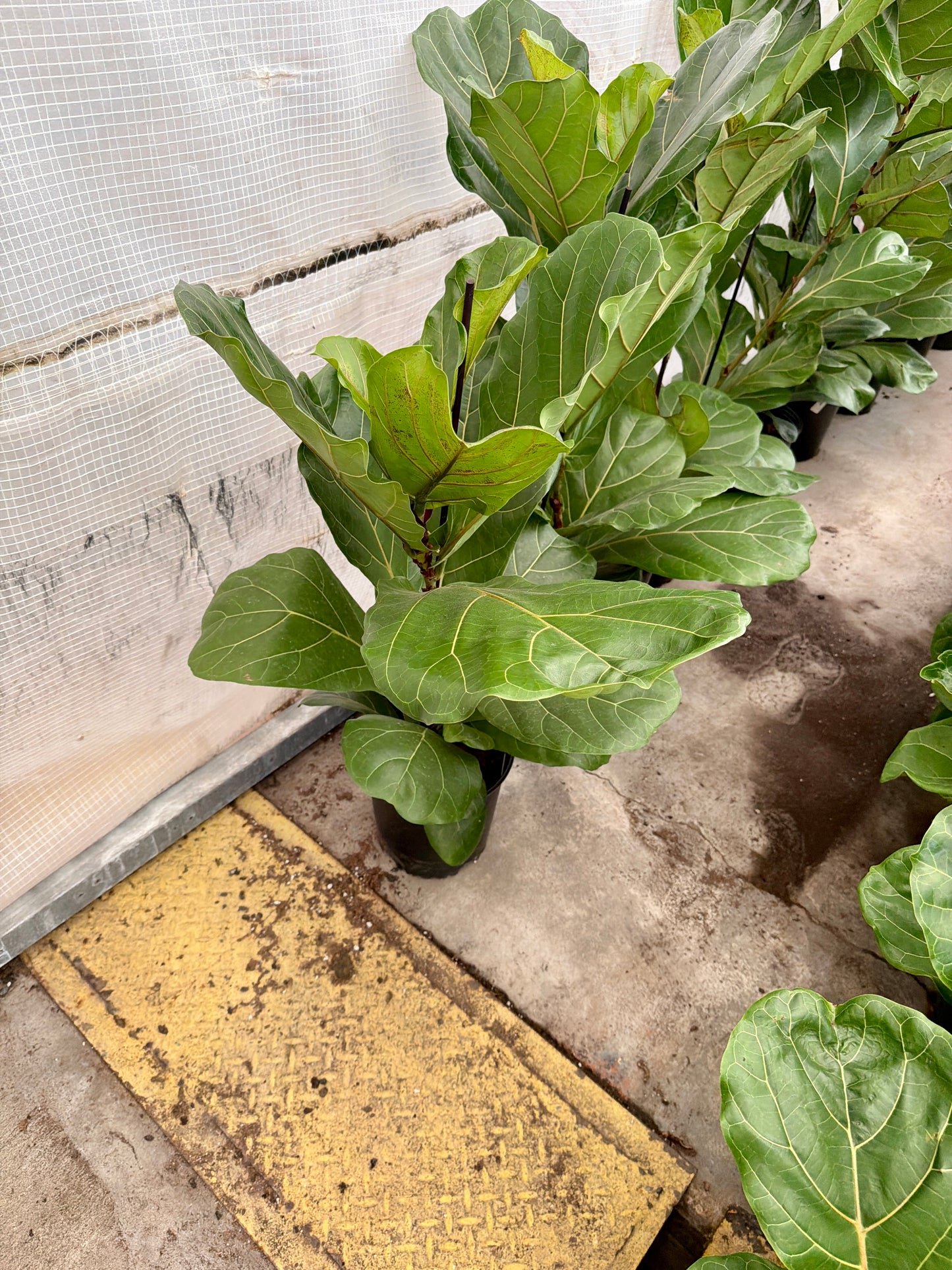 10 in Ficus Lyrata (Fiddle Leaf Fig)