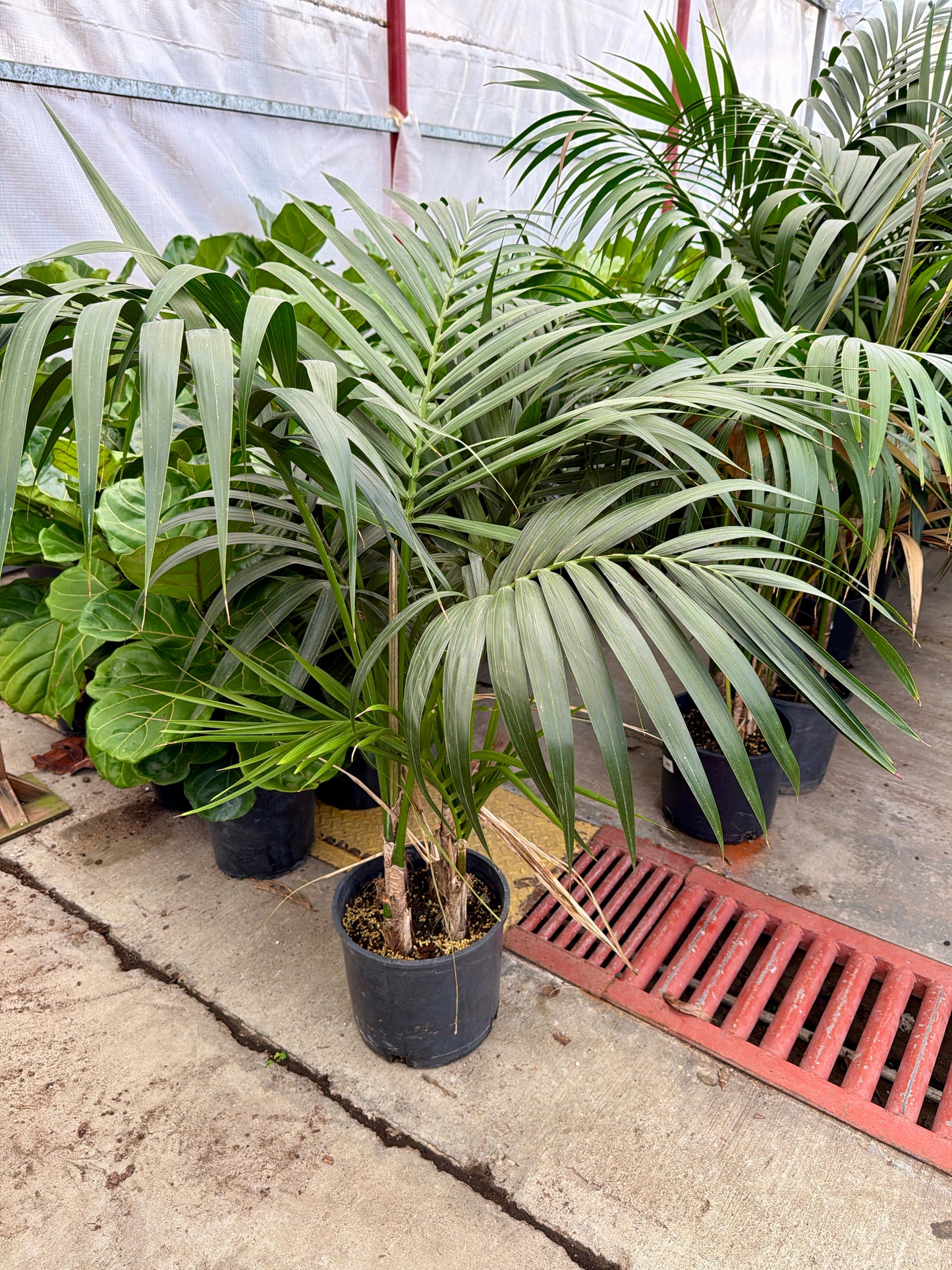 10” Kentia Palm – Elegant Indoor Floor Palm (Howea forsteriana)