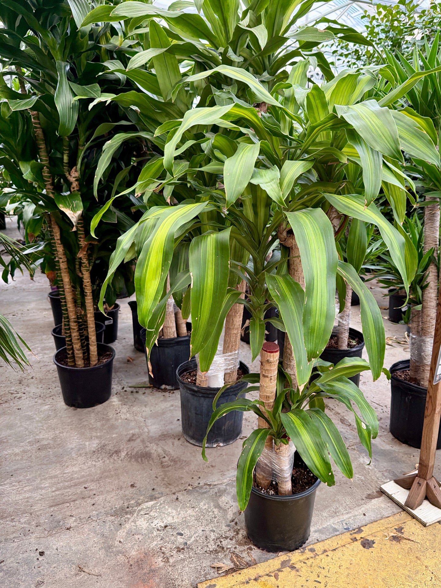 10" Dracaena Massangeana 3-2-1 Cane (Dracaena fragrans 'Massangeana') – Large Corn Plant Floor Plant