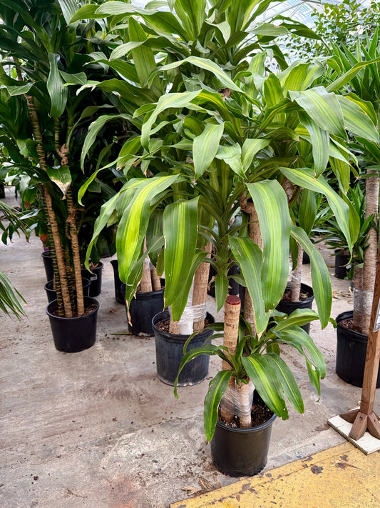 10" Dracaena Massangeana 3-2-1 Cane (Dracaena fragrans 'Massangeana') – Large Corn Plant Floor Plant