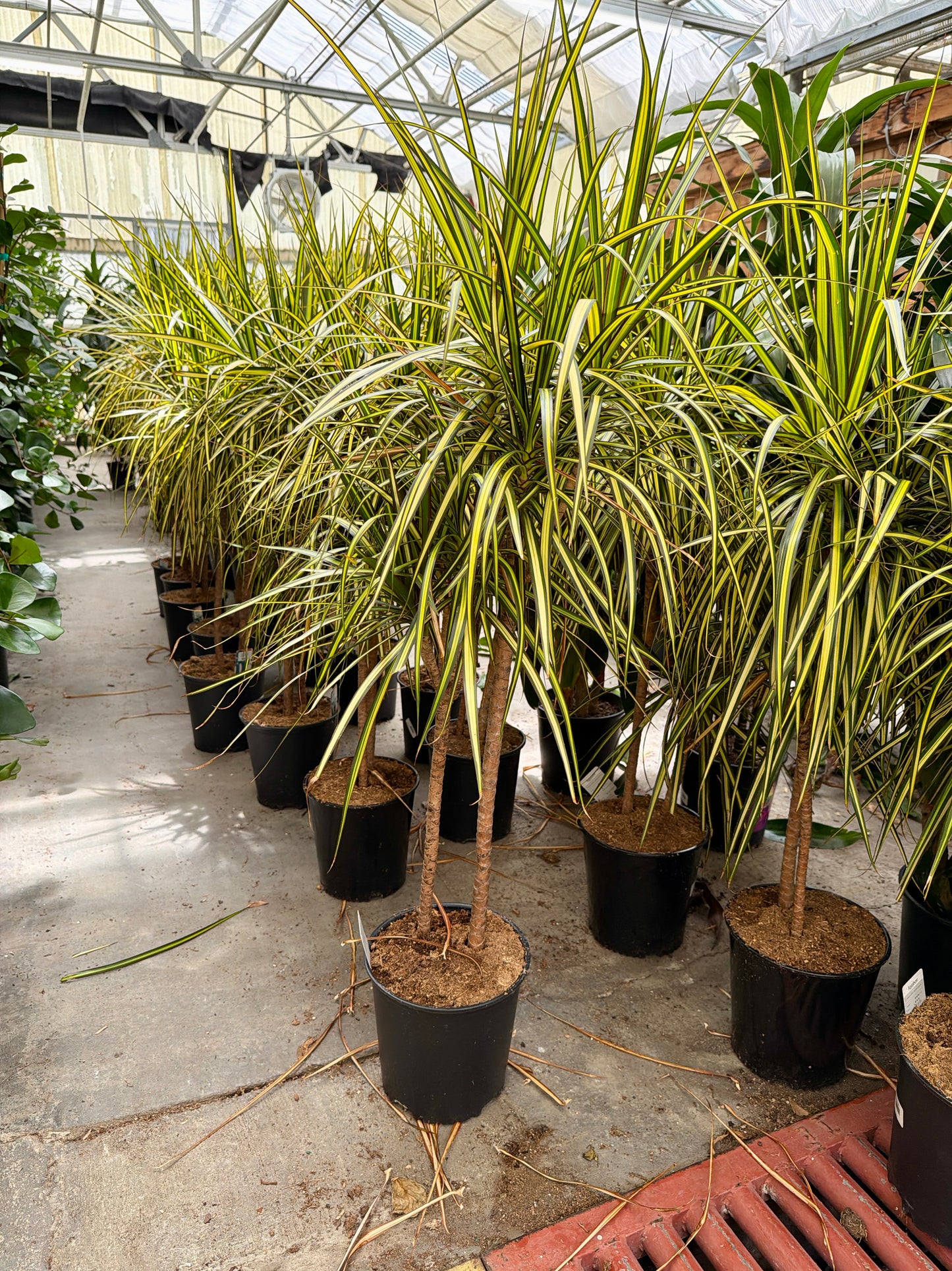 10" Dracaena Kiwi (Dracaena fragrans 'Kiwi') – Large Tropical Indoor Floor Plant