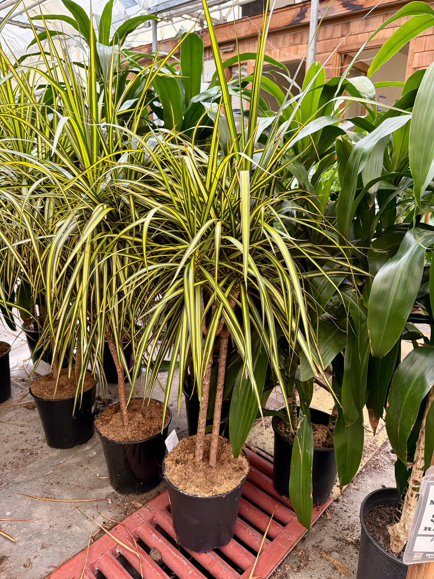 10" Dracaena Kiwi (Dracaena fragrans 'Kiwi') – Large Tropical Indoor Floor Plant
