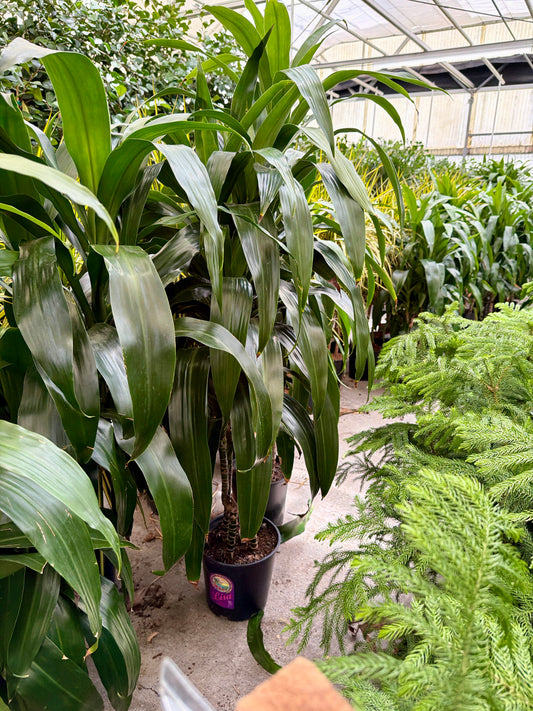 2 Gal Dracaena ‘Lisa’ C/B – 3 Ft – 34P