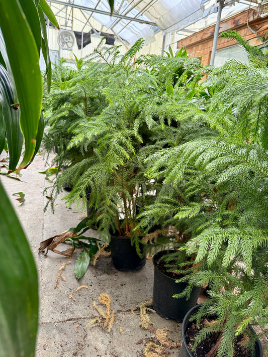 10 in Norfolk Island Pine