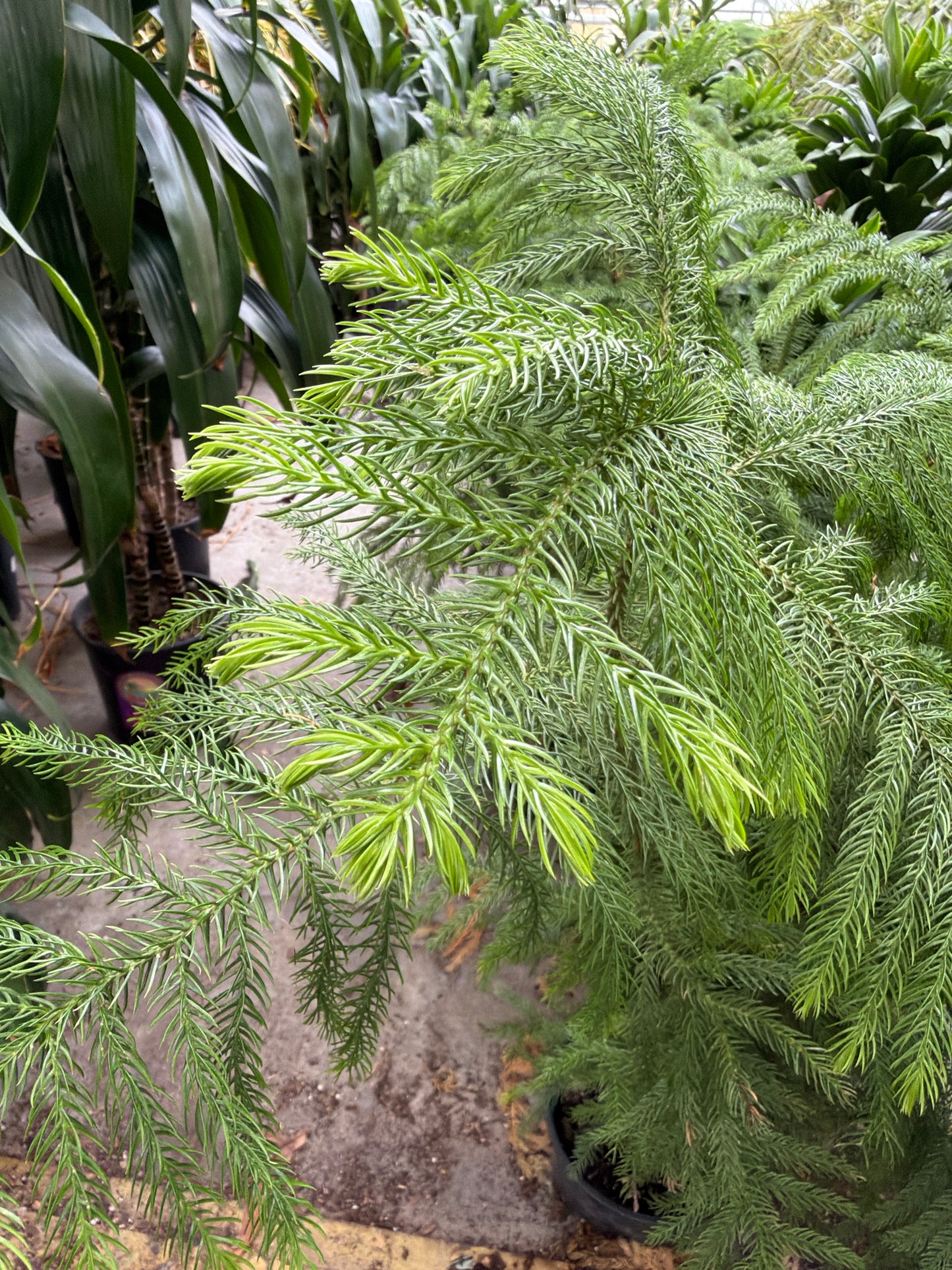 10 in Norfolk Island Pine