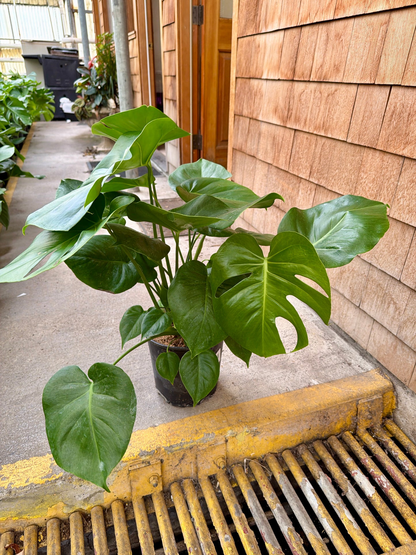 10" Philodendron Split Leaf – Large Tropical Floor Plant