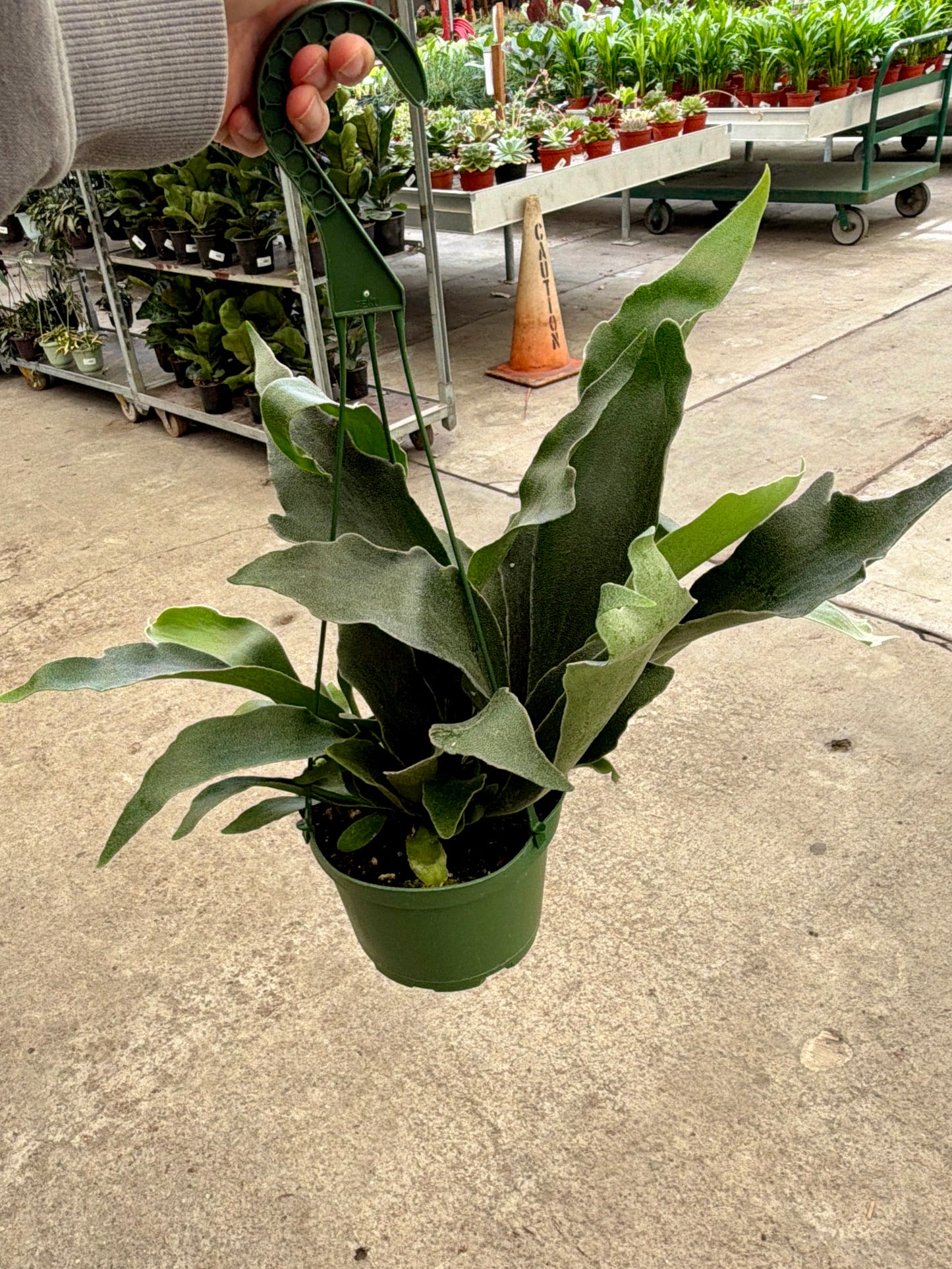 6 in Staghorn Fern