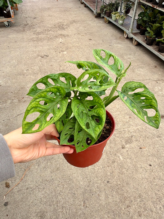 6 Inch Philodendron Swiss Cheese (Monstera adansonii) – Live Tropical Houseplant