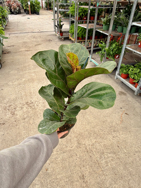 6 in Ficus Lyrata (Fiddle Leaf Fig)