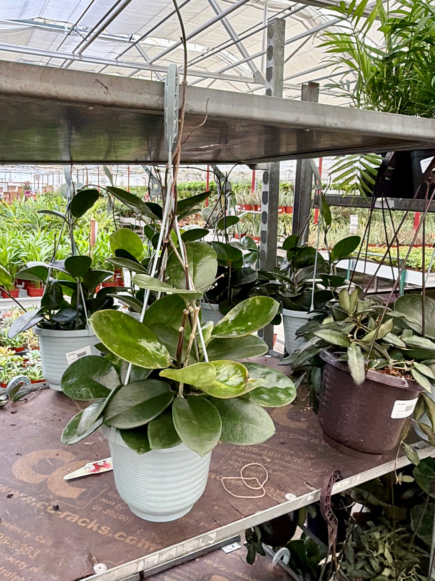 6" Hoya Plant (Wax Plant) – Easy Care Indoor Houseplant