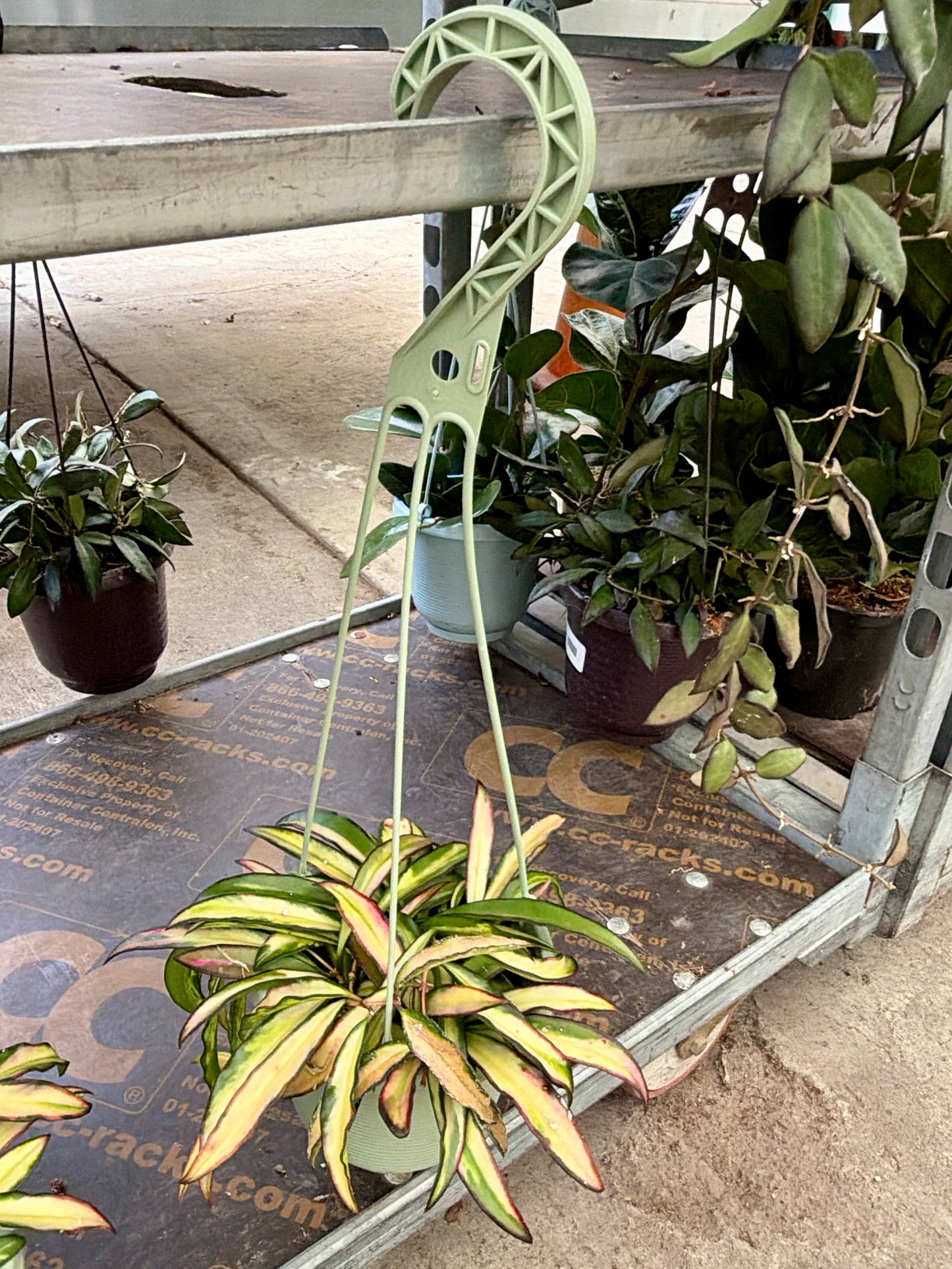 6" Hoya Plant (Wax Plant) – Easy Care Indoor Houseplant