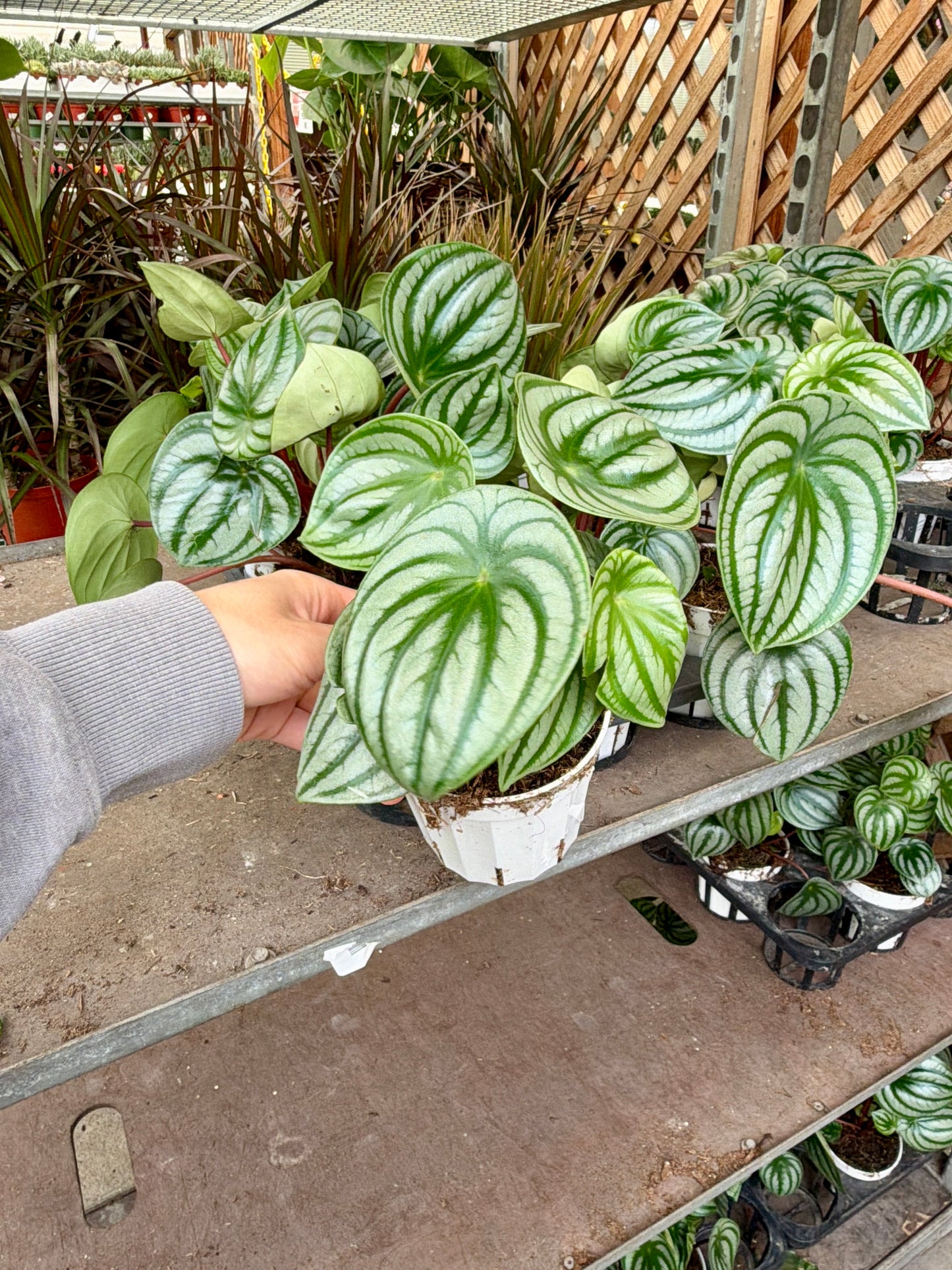 4 in Peperomia – Assorted