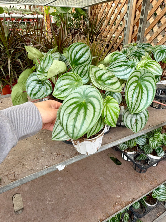 4 in Peperomia – Assorted