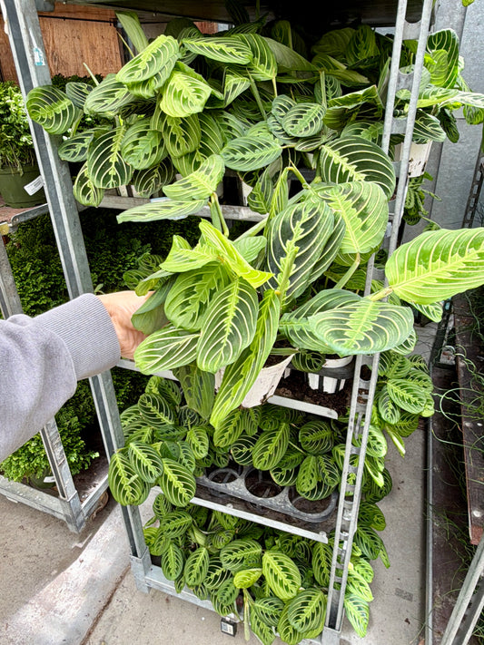 4 in Maranta (Prayer Plant)