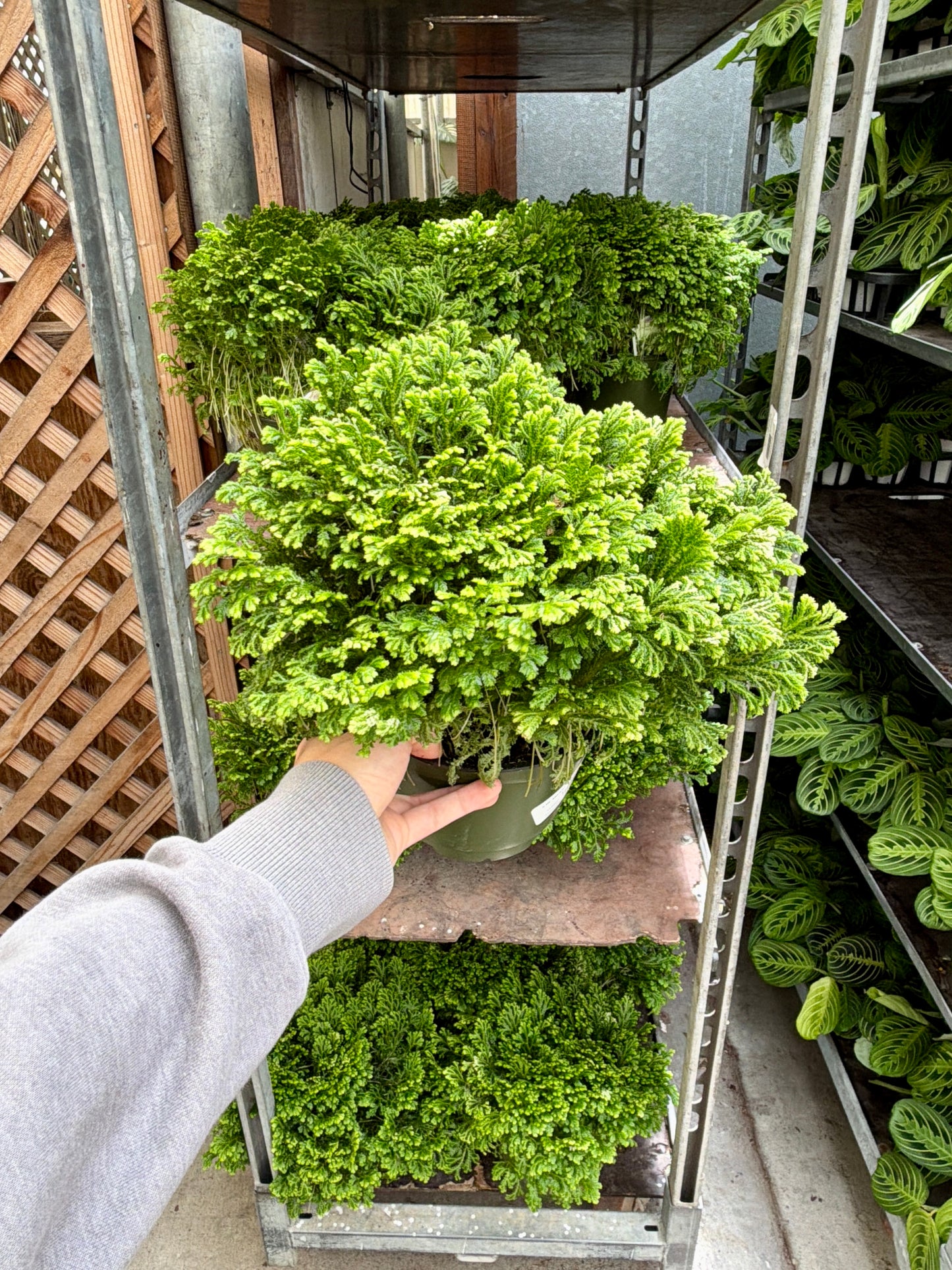 6" Selaginella Moss – Lush Green Fern-Like Indoor Plant