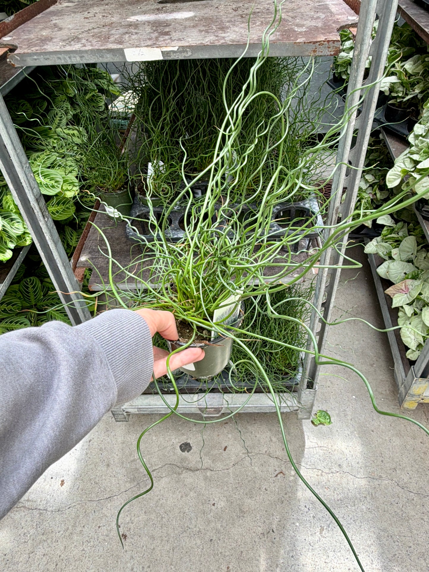 4" Juncus Spiral Rush (Juncus effusus 'Spiralis') – Corkscrew Rush Houseplant