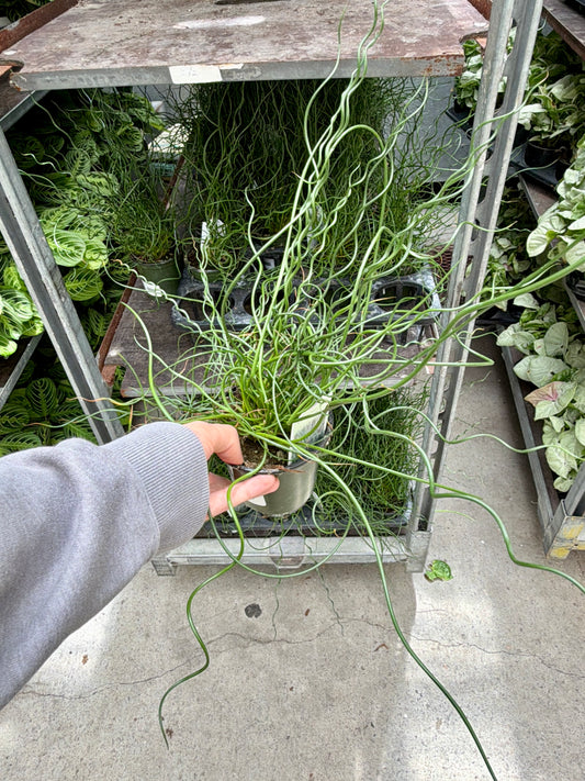 4" Juncus Spiral Rush (Juncus effusus 'Spiralis') – Corkscrew Rush Houseplant