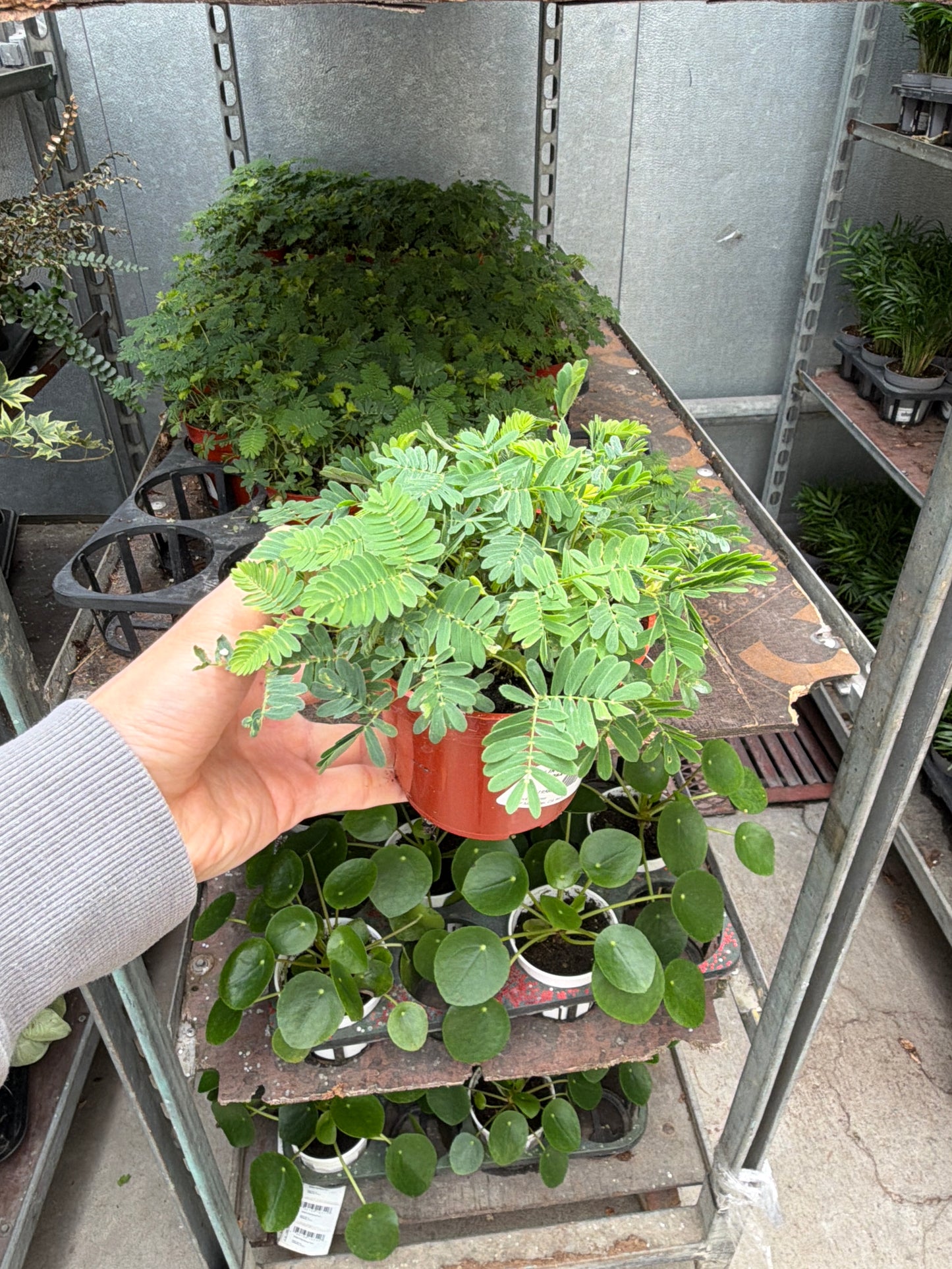 4 in Sensitive Plant (Mimosa pudica)