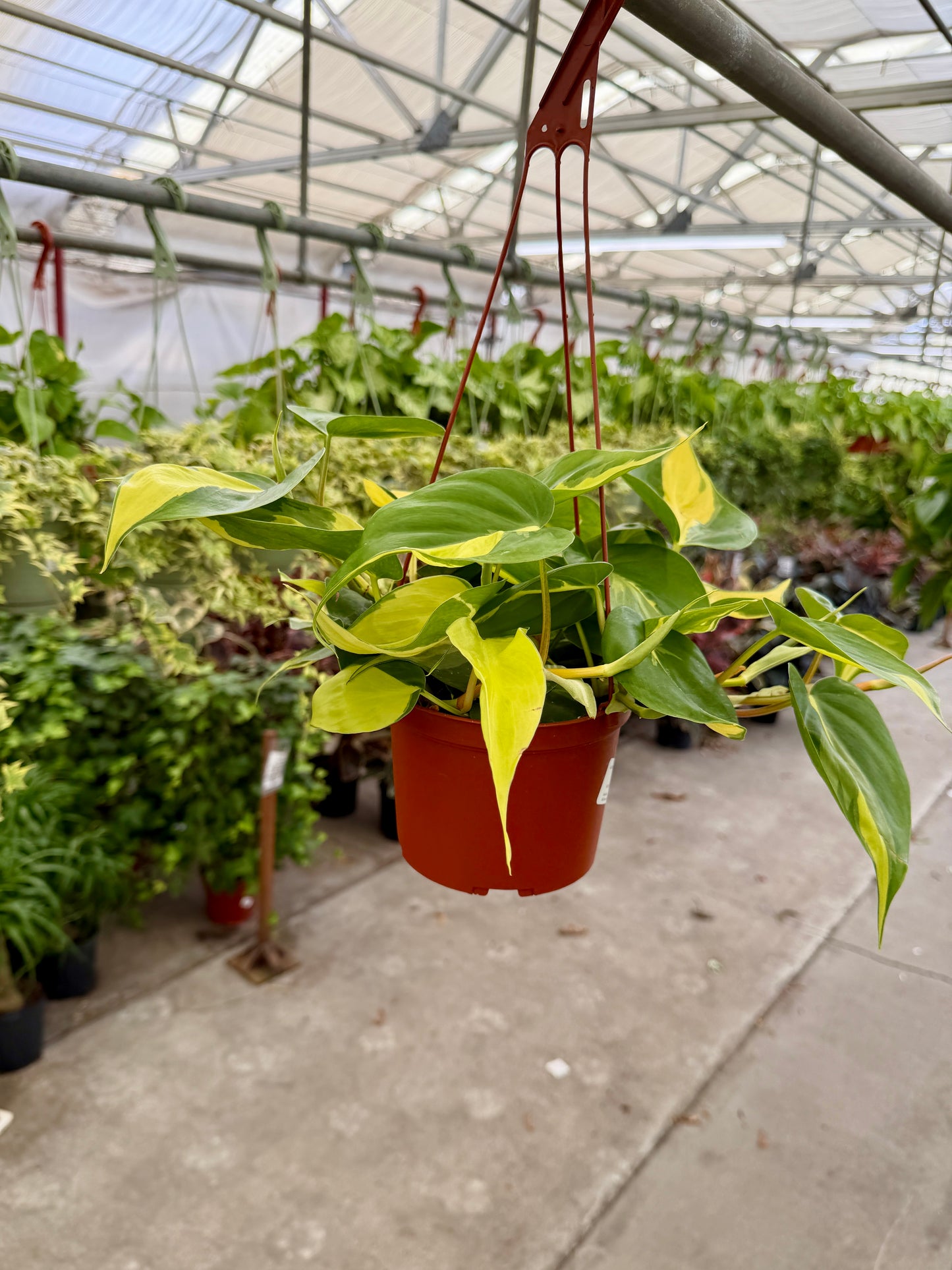 6" Assorted Philodendron – Tropical Easy-Care Houseplant