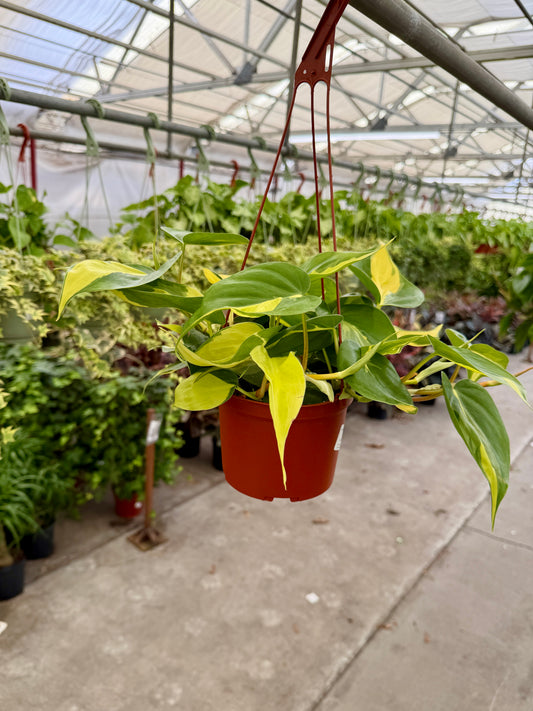 6" Assorted Philodendron – Tropical Easy-Care Houseplant