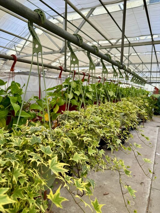 6 in Ivy – Assorted